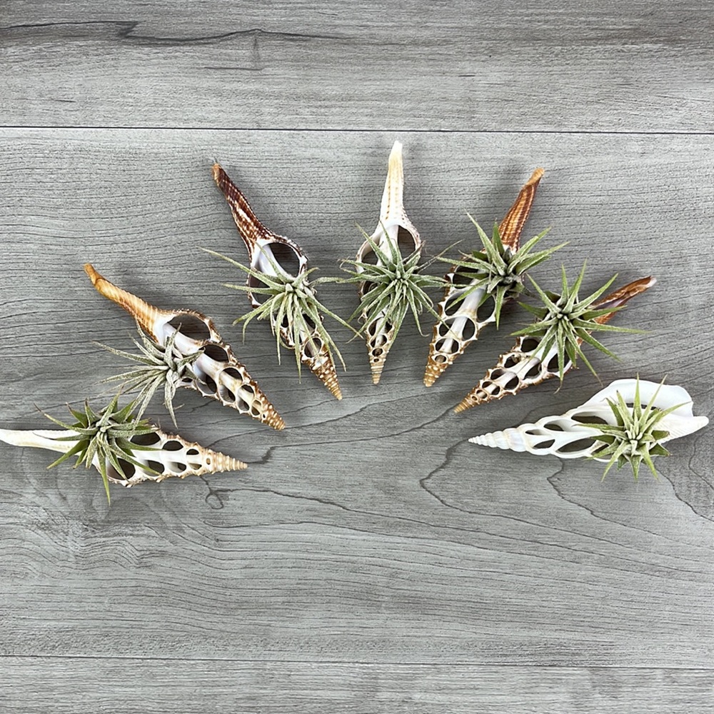 🔆AIR PLANT BUDDY🔆 WITH REAL SEA SHELL HAND MADE AND UNIQUE - Picture 6 of 8